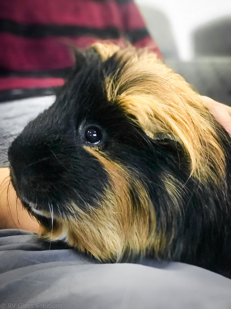 Moses Lake, WA - Vegetarian, I like laps, I knock over my food and water bowl like a LOT.